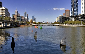 Falls Creek Dragon Boat Regatta